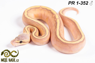 hadi na prodej, mládě, český chov hadů, odchov hadů, mojihadi.cz, Python regius, ballpython, krajta královská,  Banana, Pastel, Genetic stripe